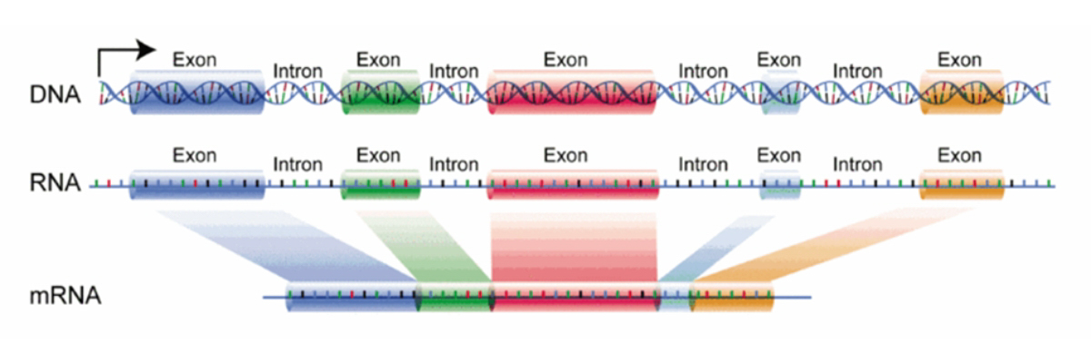 Chuỗi DNA bao gồm các vùng introns và exons xen kẽ nhau