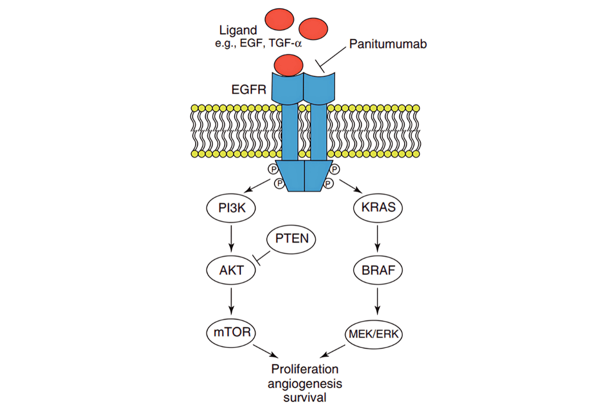 Con đường tín hiệu EGFR