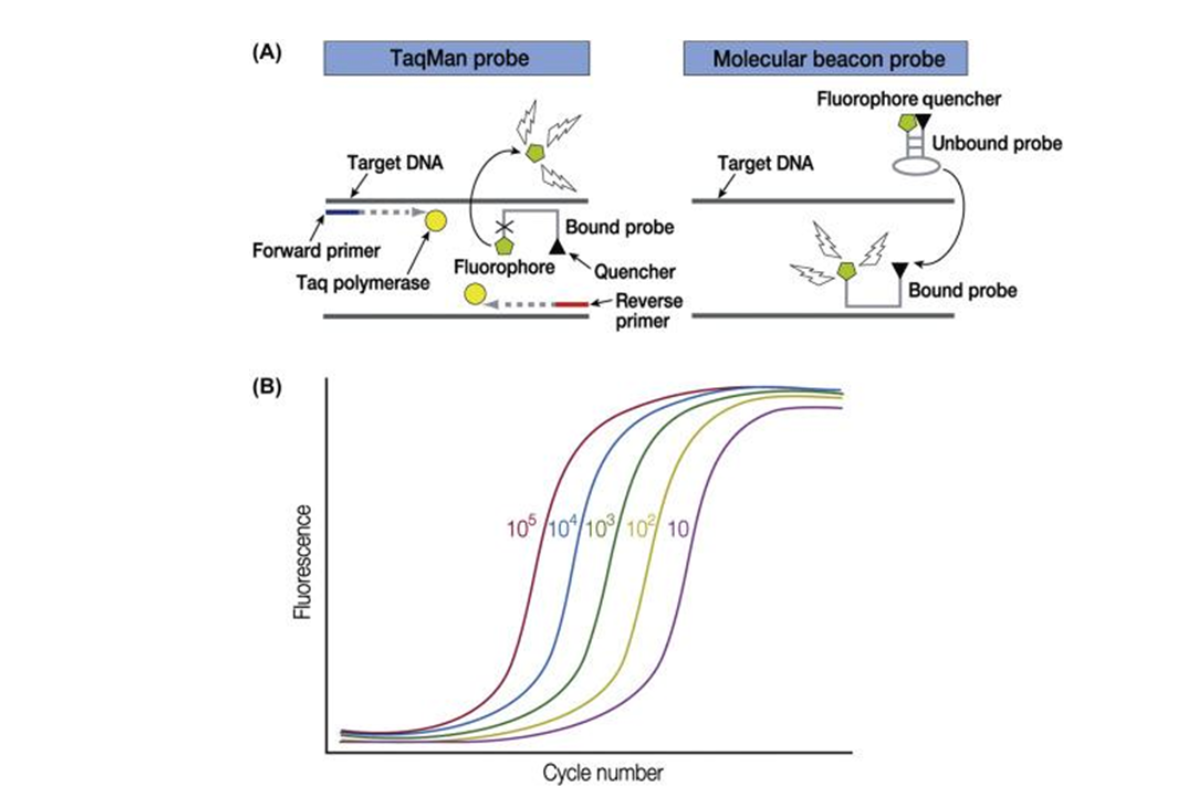 Nguyên lý Real-time PCR