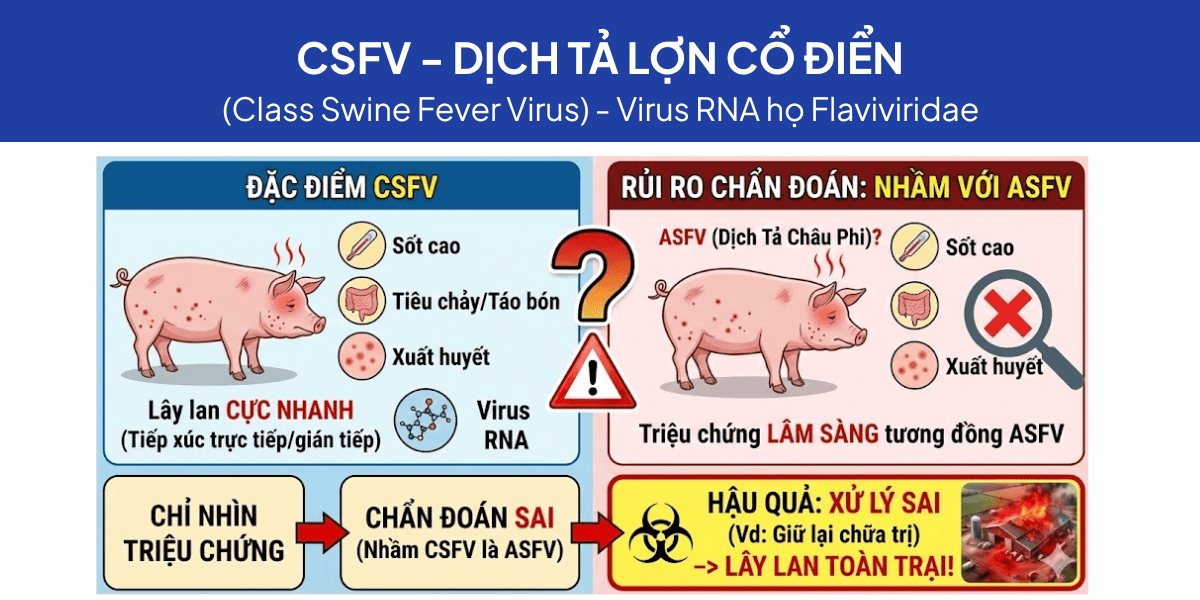 Hình ảnh minh họa CSFV (Classical Swine Fever Virus)