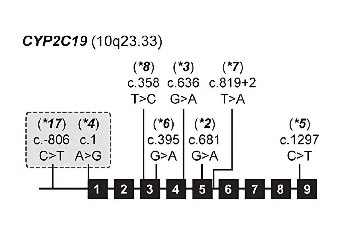 Minh họa vùng gene CYP2C19