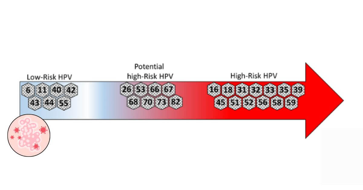 Phân loại một số type HPV nguy cơ cao và HPV nguy cơ thấp.