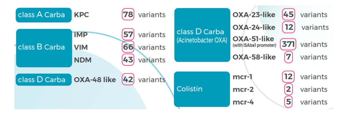 REALQUALITY Carba-Screen đảm bảo phát hiện hầu hết các biến thể của các gene kháng carbapenem và colistin