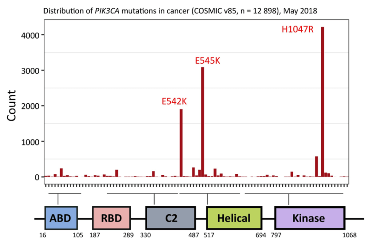 các đột biến trong gen PIK3CA tập trung chủ yếu ở vùng kinase, với ba đột biến hotspot là H1047R, E545K và E542K