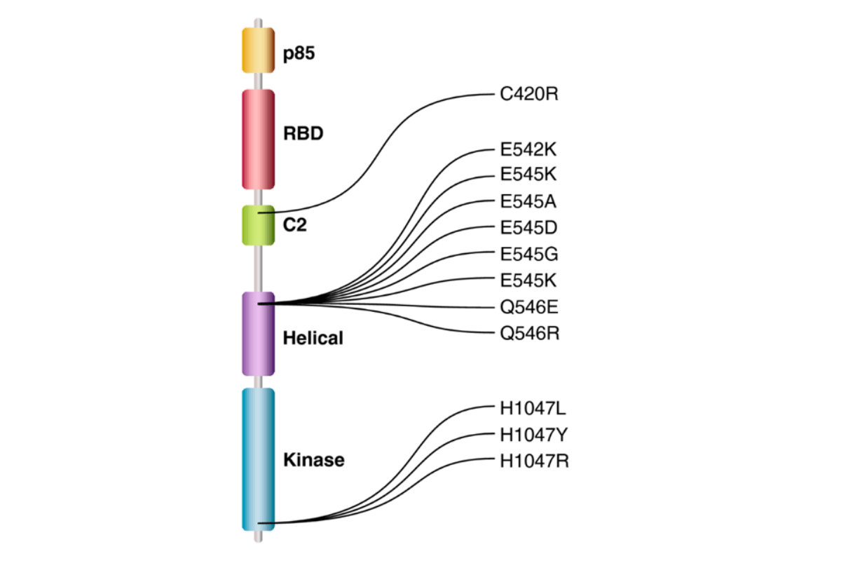 Các đột biến có thể phát hiện bằng PIK3CA Mutation Analysis Kit (EntroGen, Mỹ)