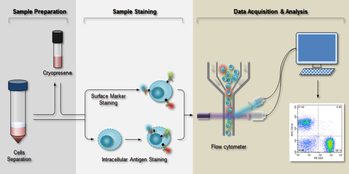 quy trình thực hiện phương pháp Flow Cytometry9