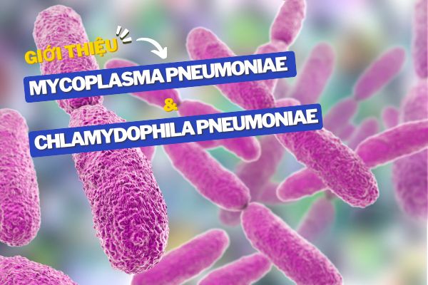 Giới Thiệu Mycoplasma pneumoniae và Chlamydophila pneumoniae