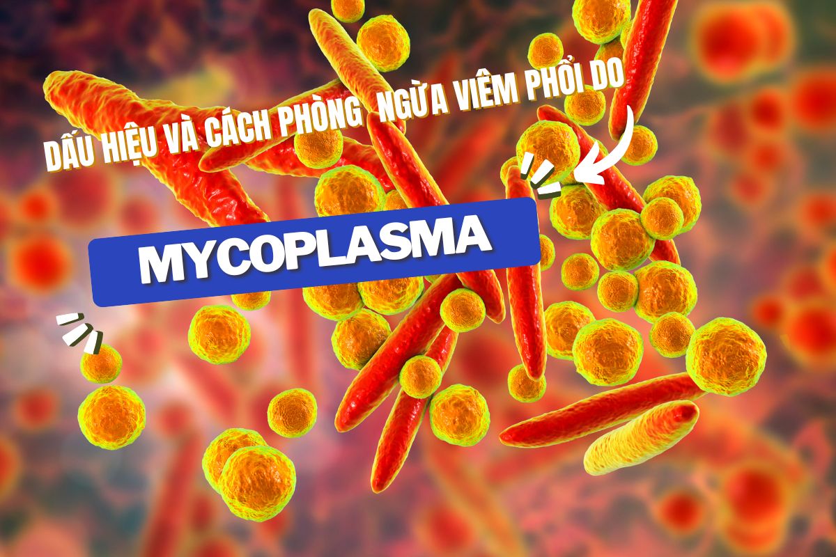 Viêm phổi do mycoplasma: Dấu hiệu và cách phòng ngừa