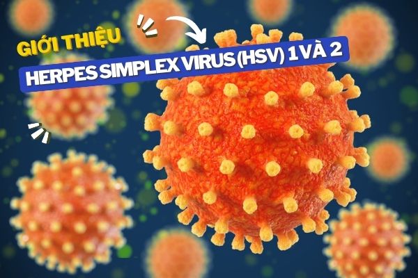 GIỚI THIỆU VỀ HERPES SIMPLEX VIRUS (HSV) 1 VÀ 2